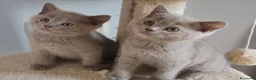 Británico de Pelo Corto gatos en venta: Gato British Shorthair  - Anuncio 5