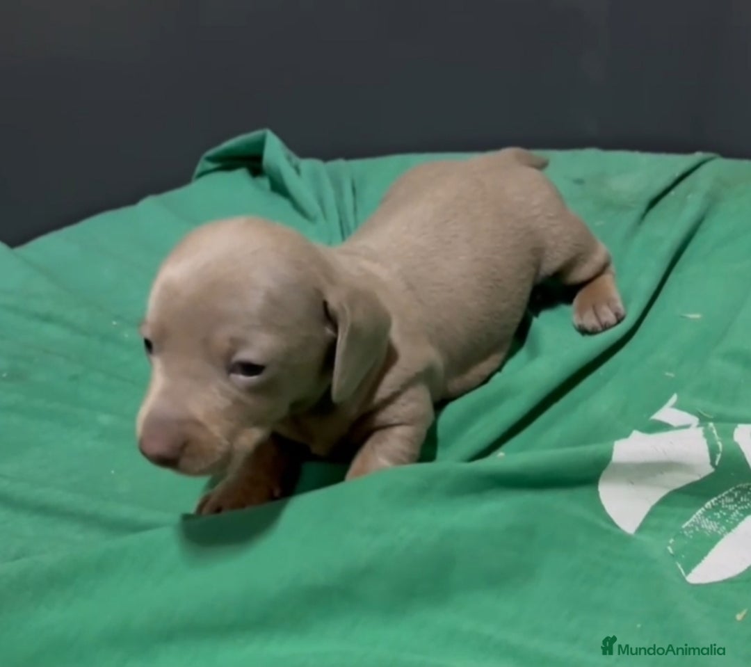 Teckel perros en venta: Teckel Mini - Anuncio 3