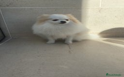 Pomerania perros en venta: Pomerania pedigree 7meses - Imagen 4