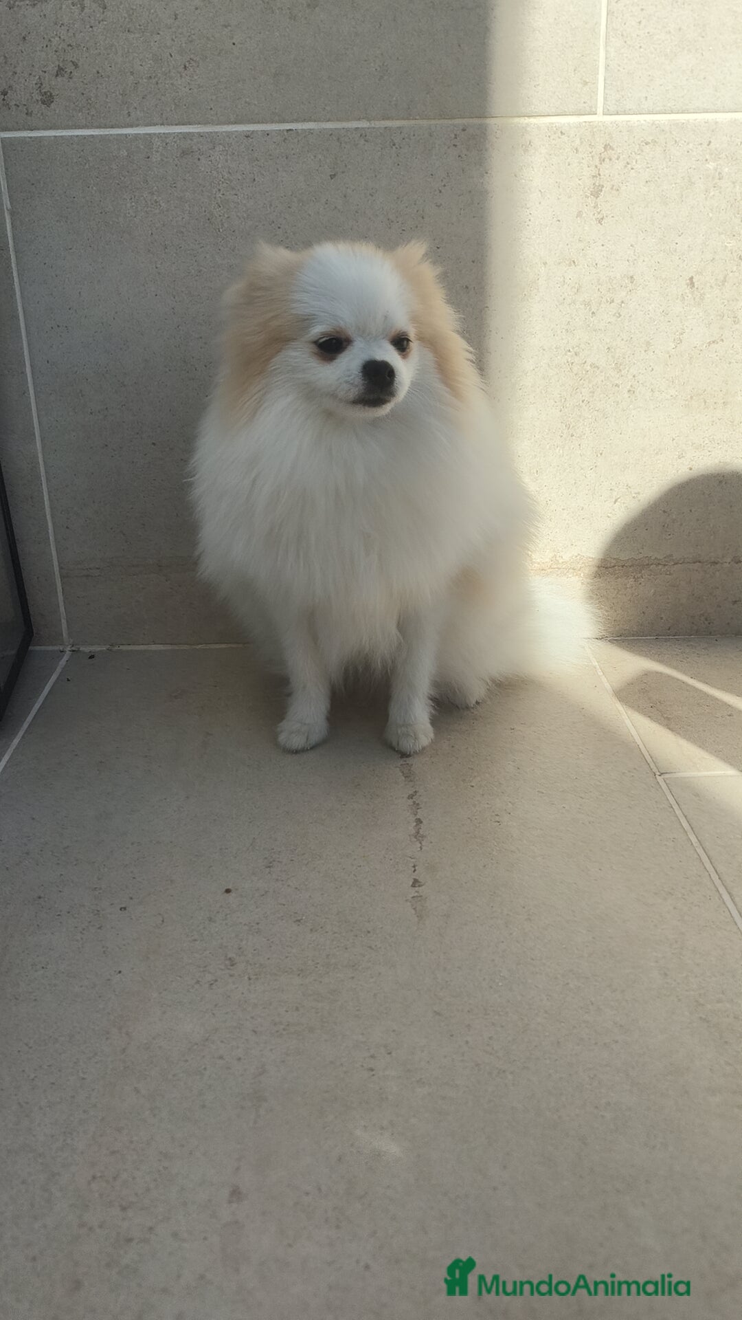 Pomerania perros en venta: Pomerania pedigree 7meses - Imagen 4