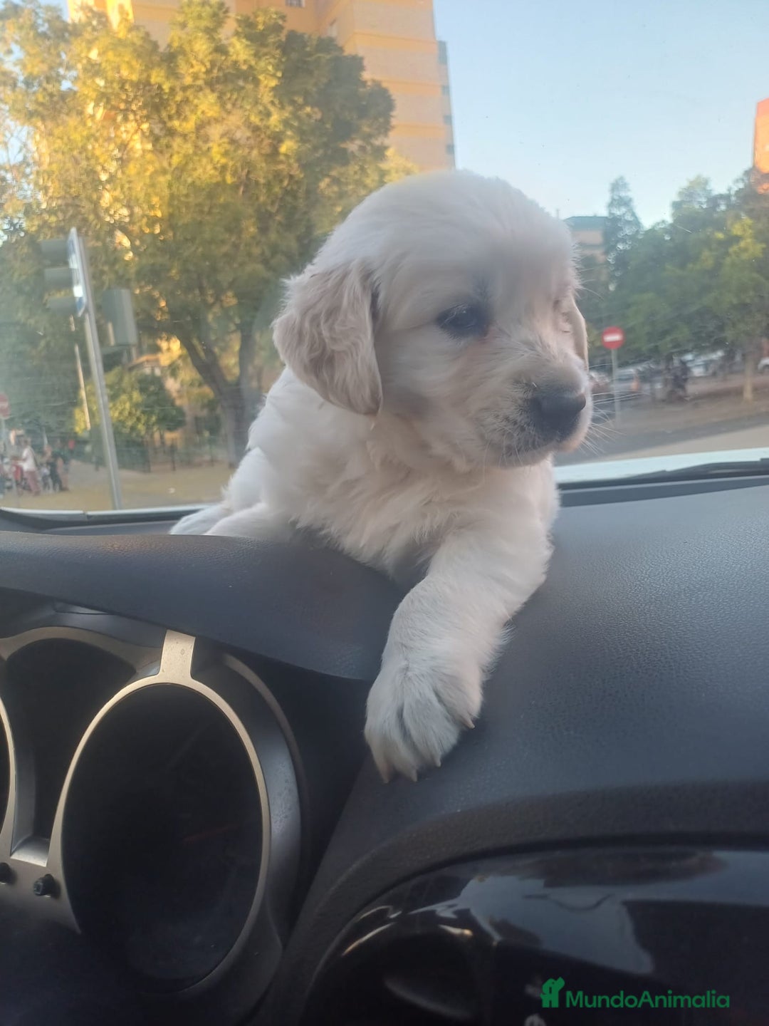 Golden Retriever perros en venta: Macho de golden retriever espectacular  - Imagen 4