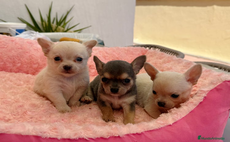 Chihuahua perros - Propaganda 1