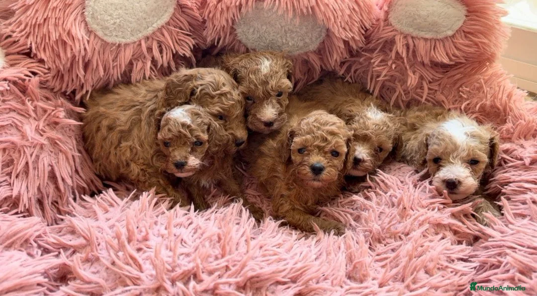 Caniche Toy perros en venta: CANICHE TOY - Anuncio 1