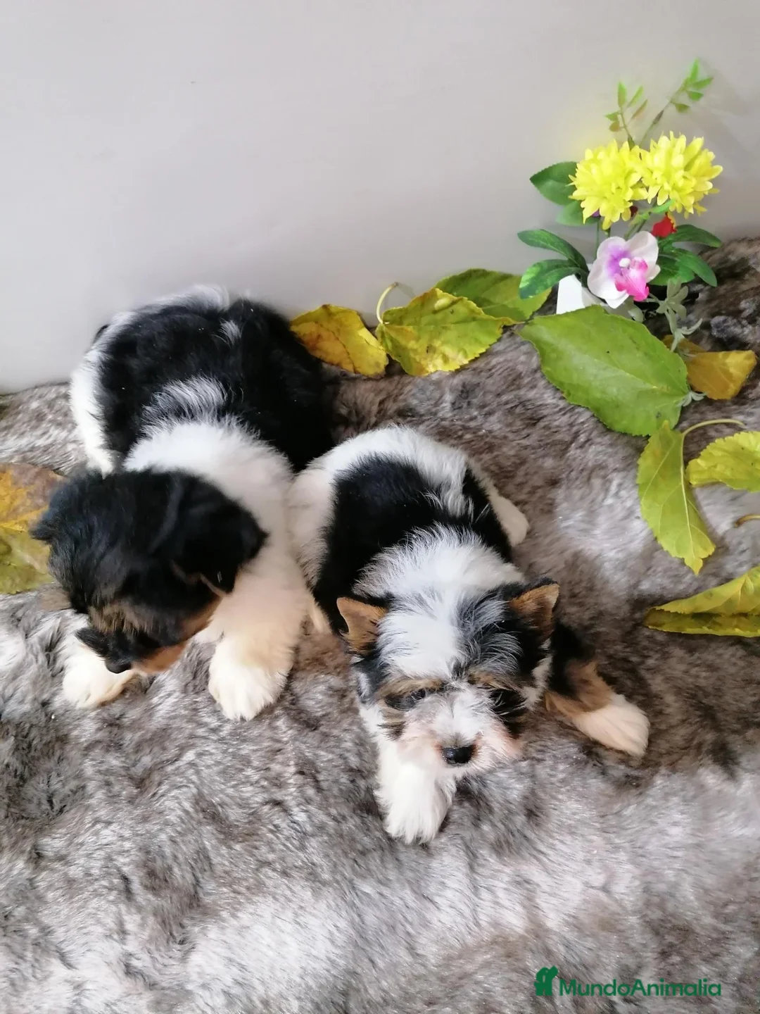 Biewer Yorkshire Terrier a la Pom Pon perros en venta: Yorkshire Biewer  - Anuncio 2