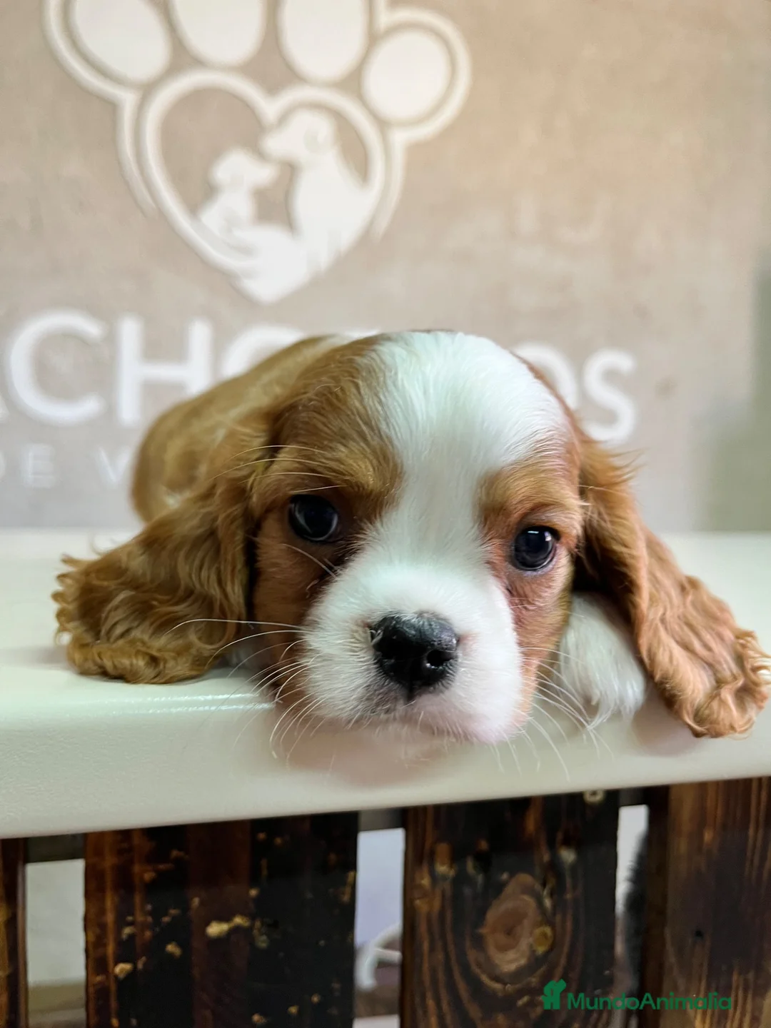 Cavalier King Charles Spaniel perros en venta: Cavalier King  - Anuncio 2