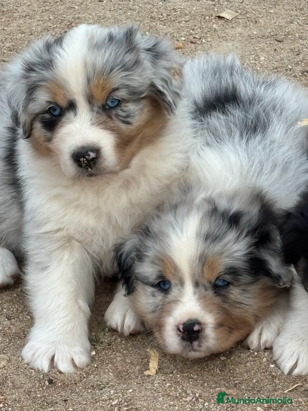 Pastor Australiano perros en venta: Hembra Blue Merle pastor australiano  - Anuncio 2