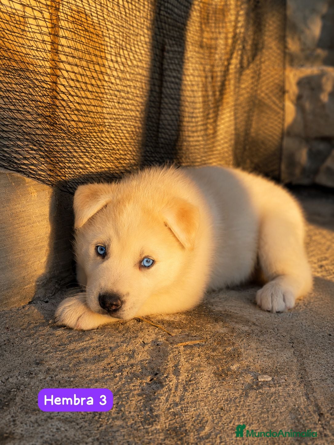 Husky Siberiano perros Bebes hembra de Husky Siberiano🌈 - Anuncio 1