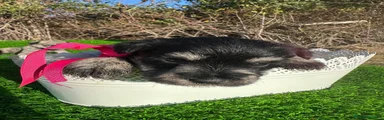 Schnauzer Miniatura 4