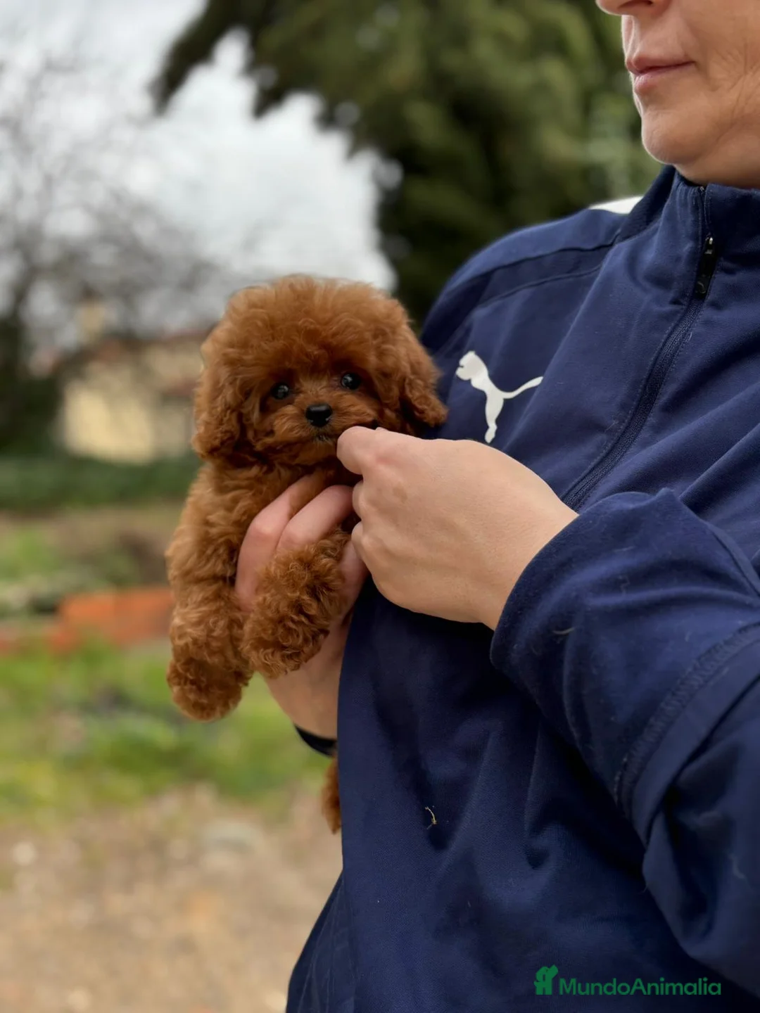 Caniche Toy perros en venta: Caniche tea cup  - Anuncio 4