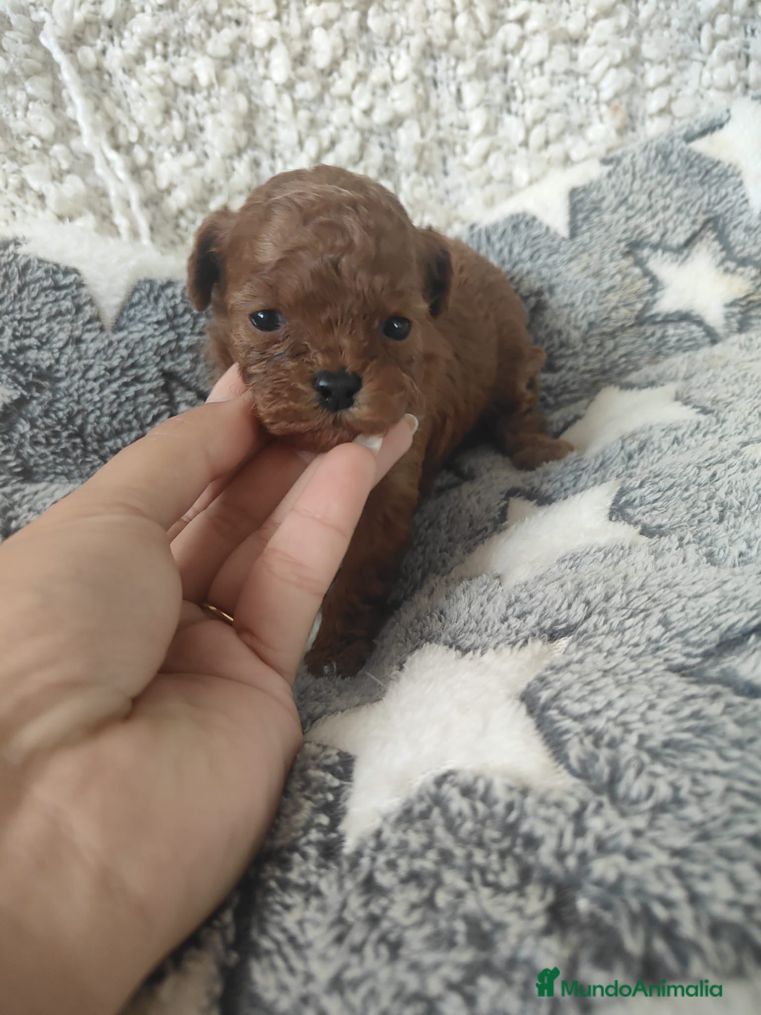 Caniche Enano perros Última hembra roja asiática disponible  en Málaga - Anuncio 1