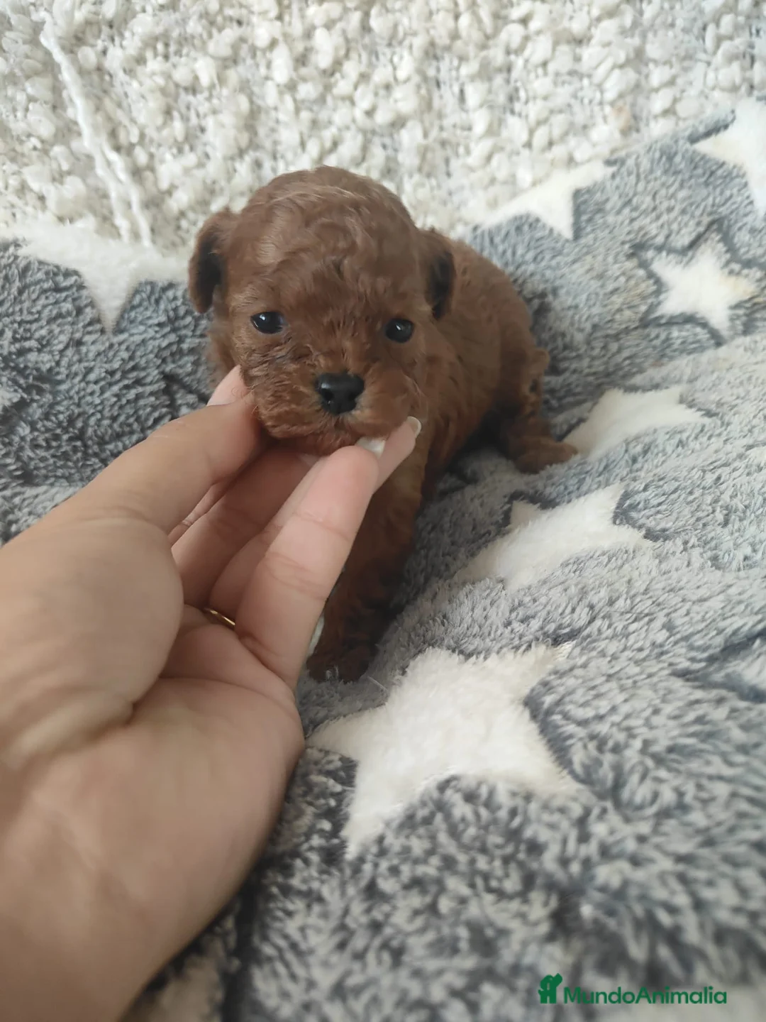 Caniche Enano perros en venta: Última hembra roja asiática disponible  en Málaga - Anuncio 1