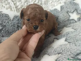 Caniche Enano perros Última hembra roja asiática disponible en Málaga - Anuncio 1