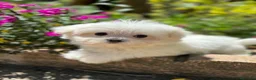 Bichón Maltés perros en venta: Bichon Maltés  - Anuncio 4