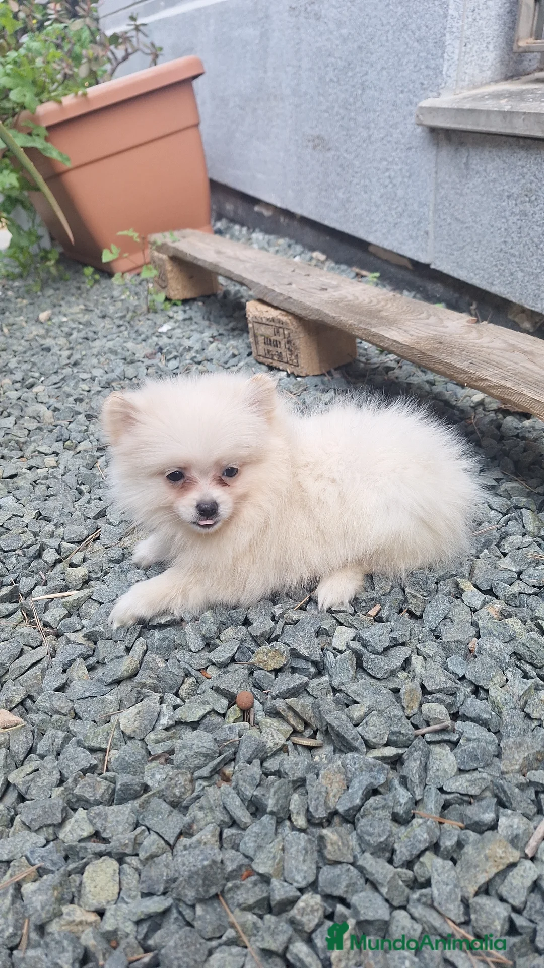 Pomerania perros en venta: Pomerania  - Anuncio 1