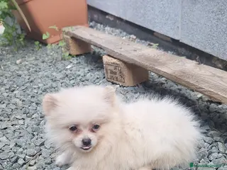 Pomerania perros Pomerania - Anuncio 1