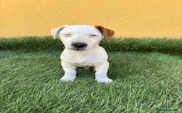 Jack Russell Terrier perros en venta: Camada de Jack Russell de pata corta  - Imagen 15