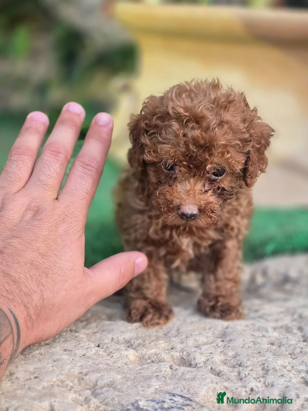 Caniche Toy perros en venta: Caniche Toy disponibles  - Anuncio 2