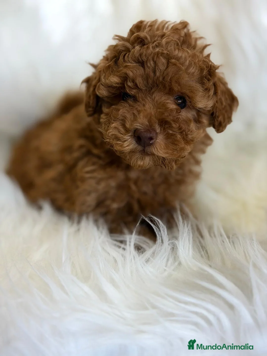 Caniche Toy perros en venta: CANICHE MACHO DISPONIBLES - Anuncio 2