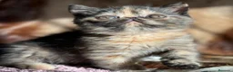 Persa gatos en venta: 💙 PRECIOSOS GATOS PERSAS 🧡 - Anuncio 5