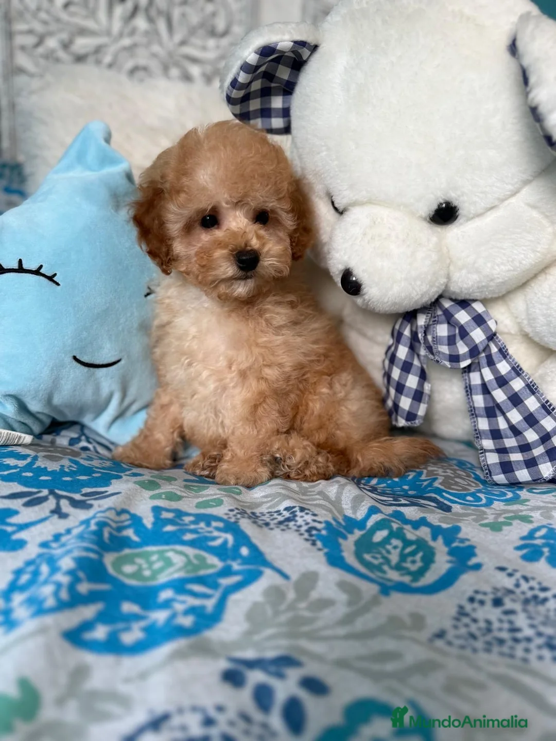 Caniche Toy perros en venta: Caniche Toy Apricot listos para entregar!! - Anuncio 5