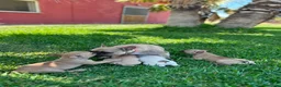Bulldog Francés perros en venta: Cachorros bulldog francés beige - Anuncio 8