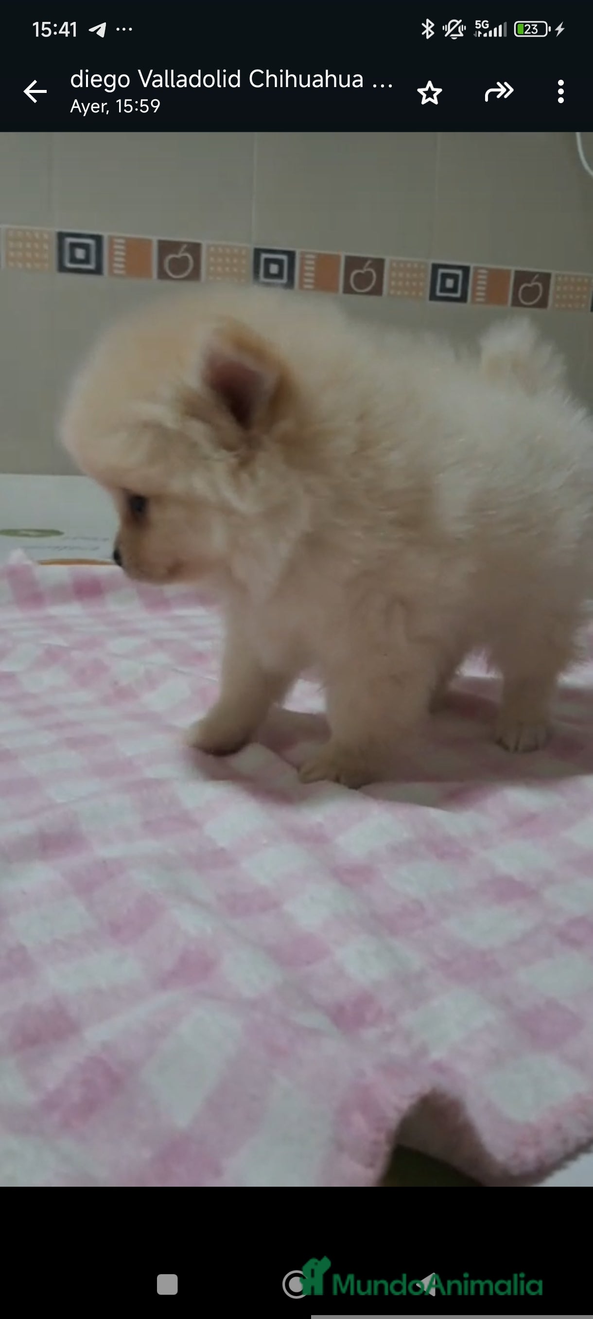 Pomerania perros Machitos de pomerania  - Anuncio 3