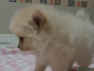 Pomerania perros Machitos de pomerania - Anuncio 38