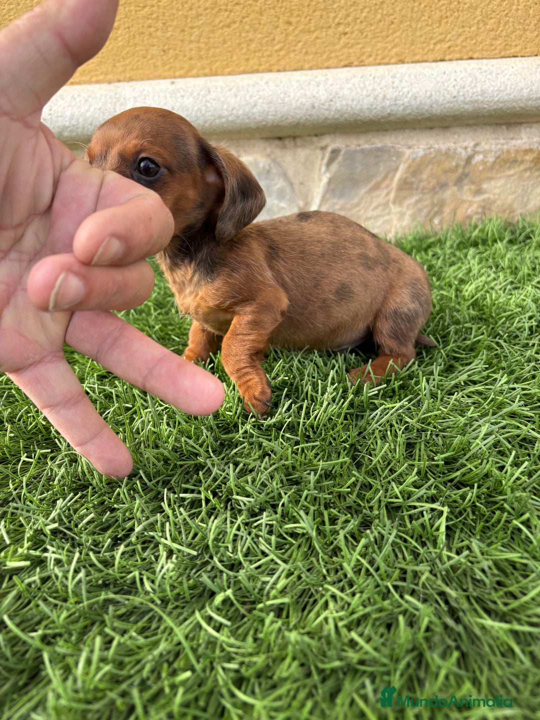 Teckel Miniatura perros en venta: Teckel Kaninchen macho Merle chocolate diluido  - Anuncio 15