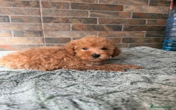 Caniche Toy perros en venta: HEMBRA TOY/MINI - Imagen 2