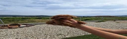 Caniche Toy perros en venta: ❤️ Caniche Toy Rojo Muy Pequeñito  en Ourense - Anuncio 7