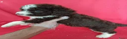 Perro de Agua Español perros en venta: Perro de Agua Español Bicolor  - Anuncio 2