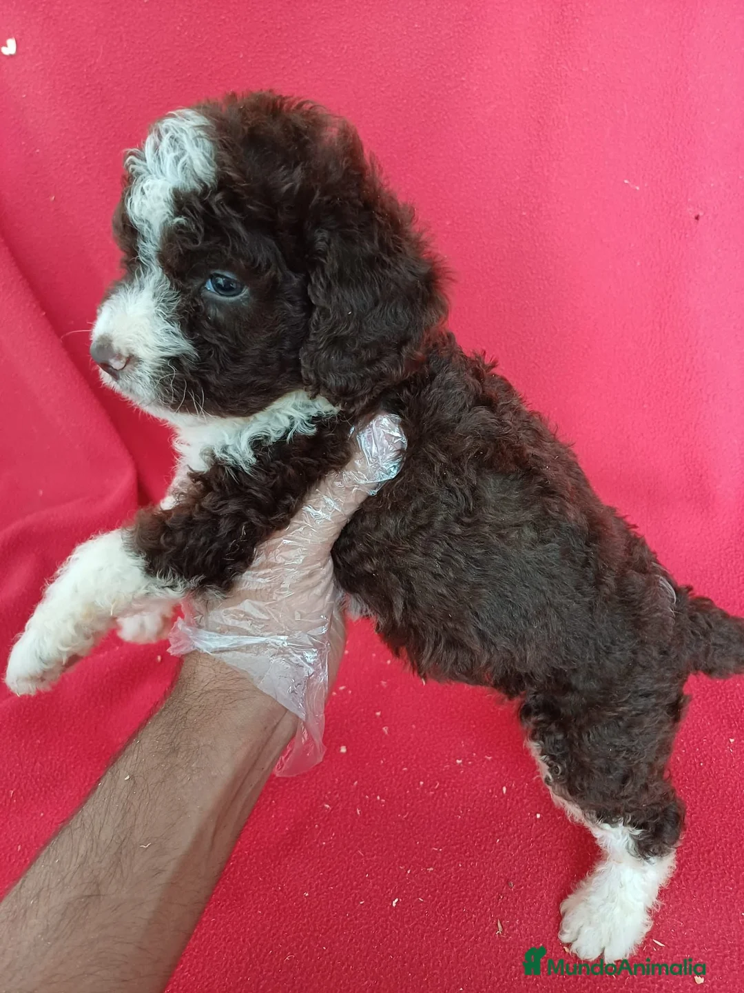 Perro de Agua Español perros en venta: Perro de Agua Español Bicolor  - Anuncio 2