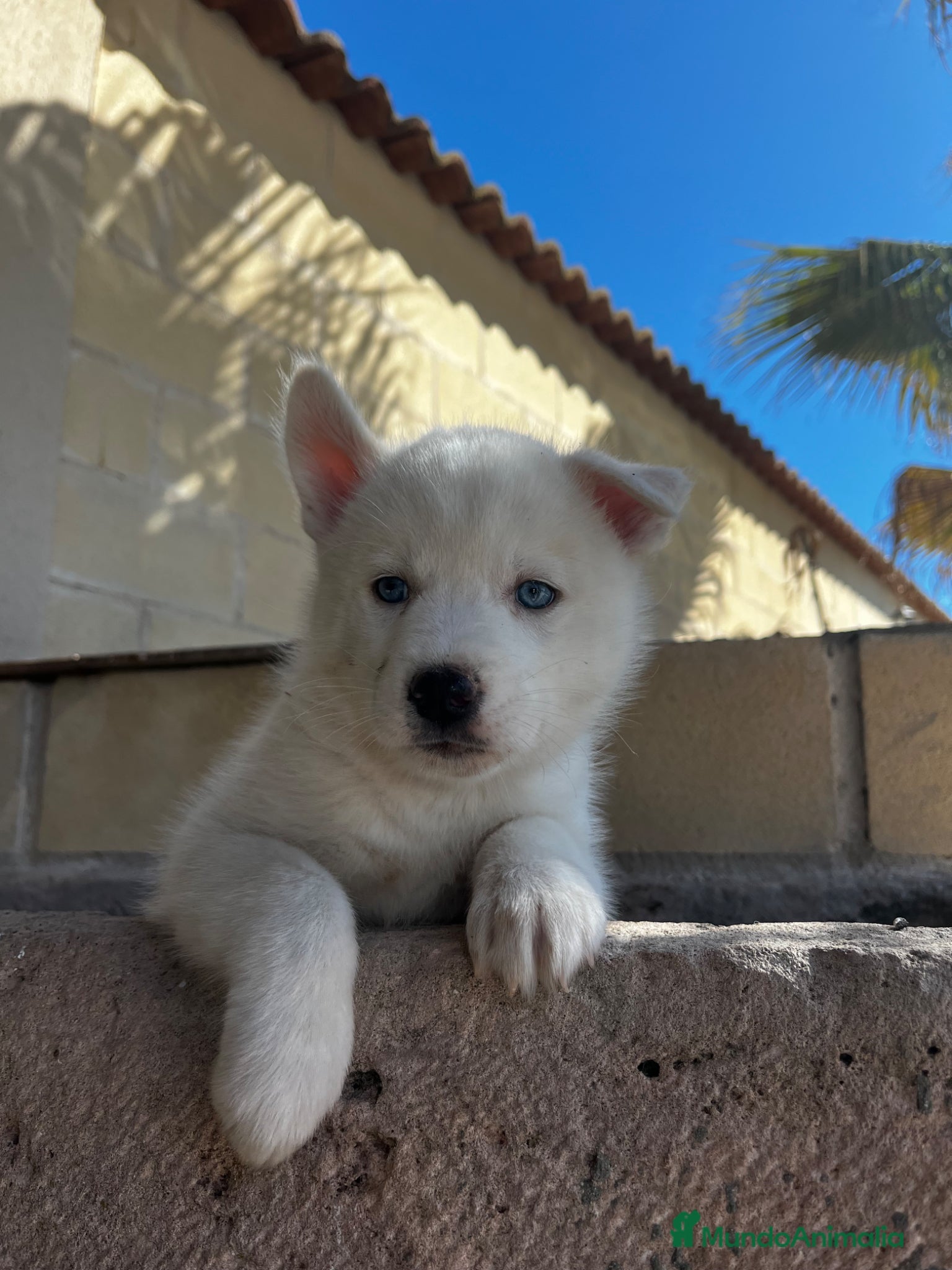 Husky Siberiano perros Husky siberiano  - Anuncio 5