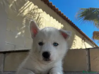 Husky Siberiano perros Husky siberiano - Anuncio 3