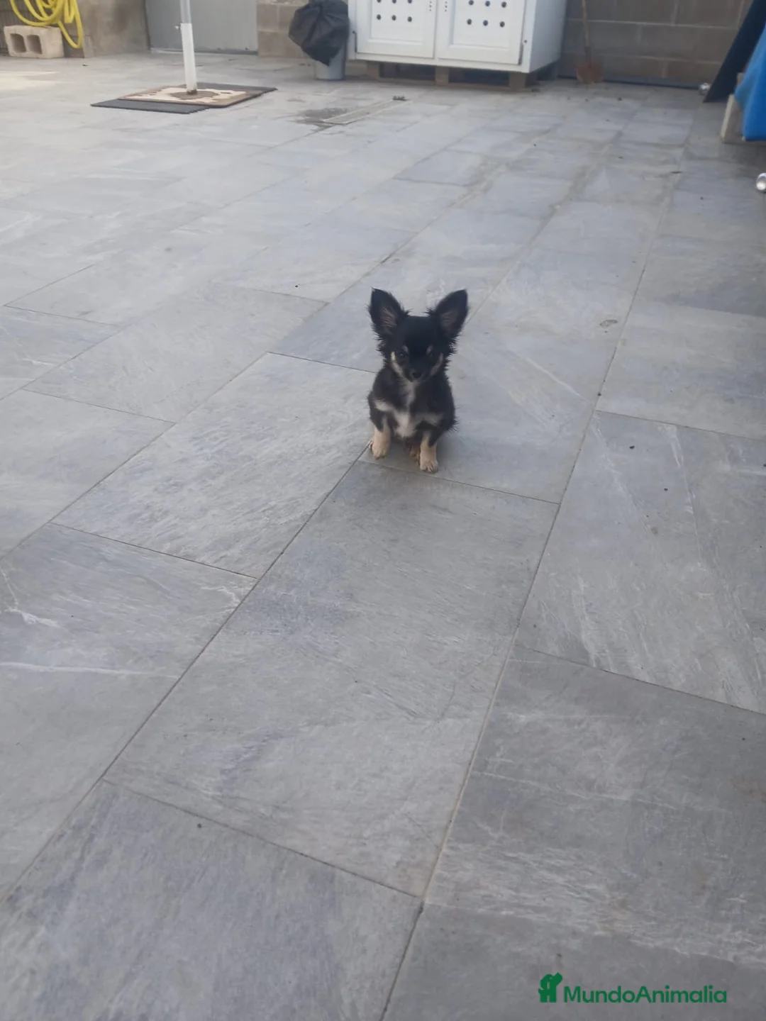 Chihuahua perros en venta: Cachorro chihuahua - Anuncio 1