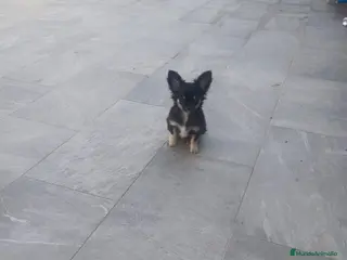 Chihuahua perros Cachorro chihuahua - Anuncio 2