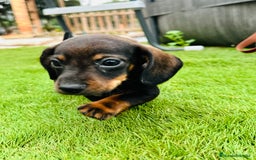 Teckel perros en venta: Cachorritos teckel miniatura - Imagen 1