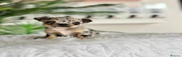 Chihuahua perros en venta: CHIHUAHUA MERLE - Anuncio 7