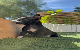 Chihuahua perros en venta: CHIHUAHUA HEMBRA - Imagen 20