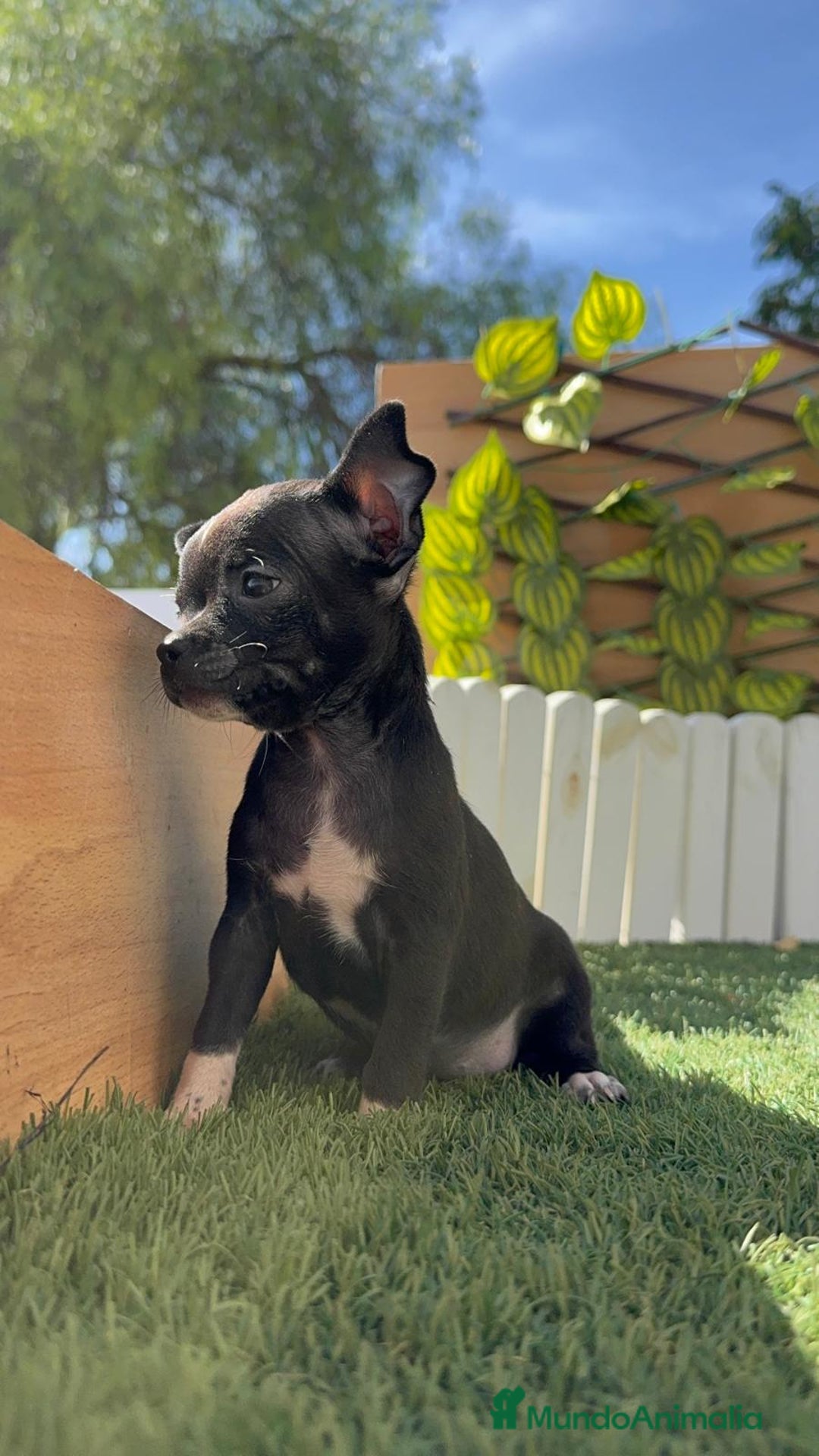 Chihuahua perros en venta: CHIHUAHUA HEMBRA - Imagen 20