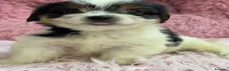 Biewer Yorkshire Terrier a la Pom Pon perros en venta: Preciosa hembra Biewer - Anuncio 4