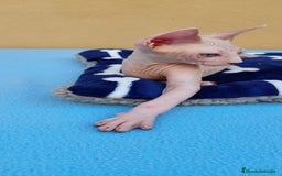 Sphynx gatos en venta: Preciosa hembrita ojos claros  - Imagen 8