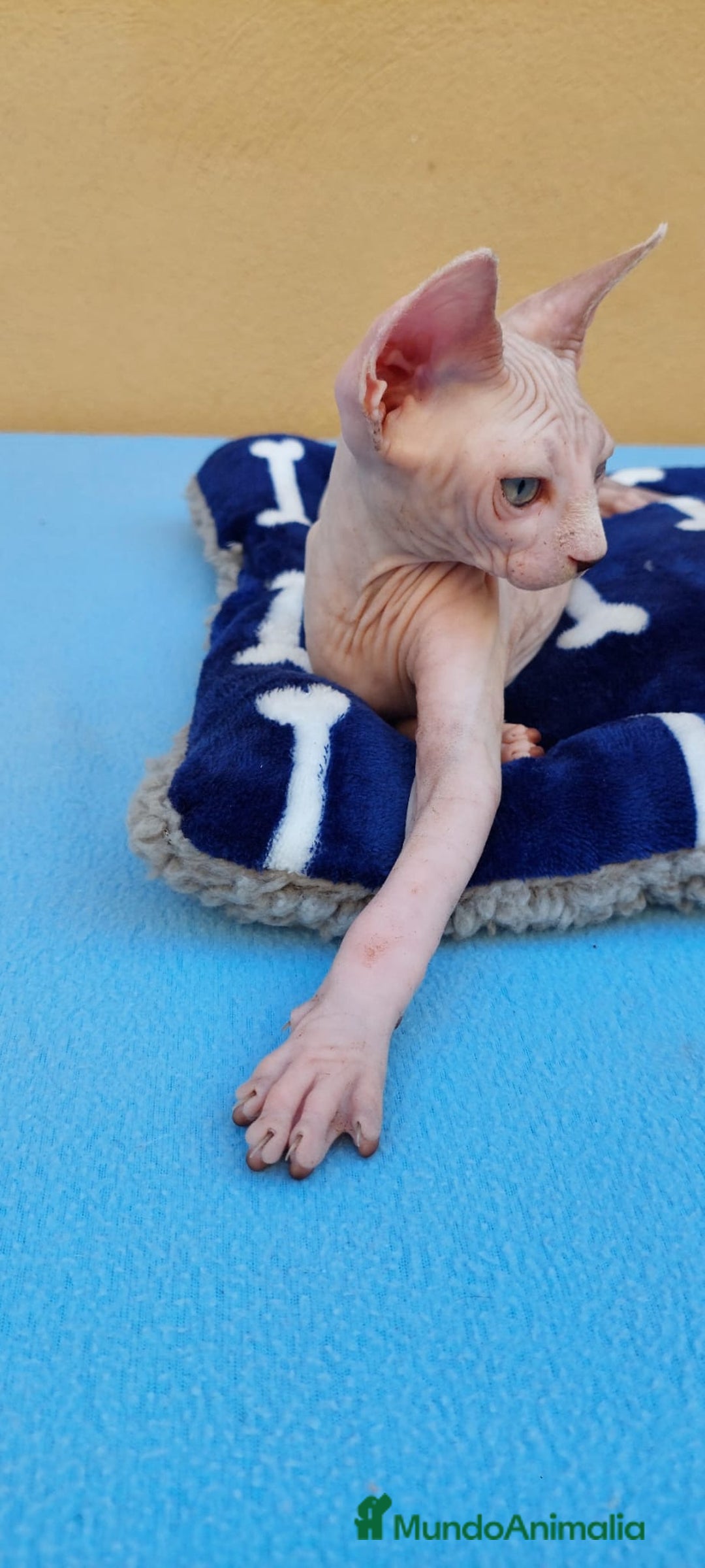Sphynx gatos en venta: Preciosa hembrita ojos claros  - Imagen 8