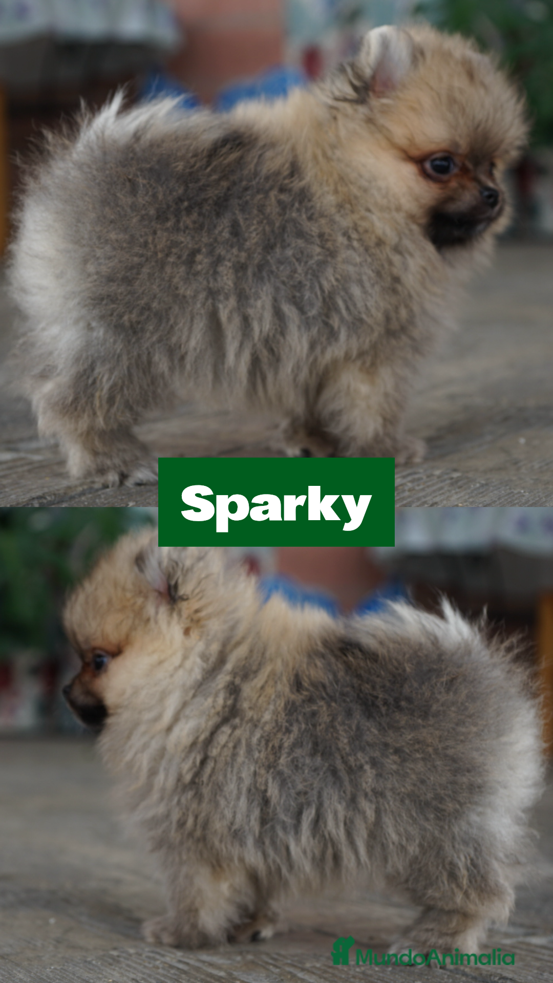 Pomerania perros en venta: 🐾 Prodigy, Monk, Sparky y Roscón – PomeraniaS 🐾 - Imagen 4
