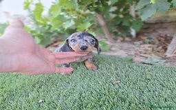 Teckel Miniatura perros en venta: TECKEL KANINCHEN ARLEQUIN  - Imagen 1
