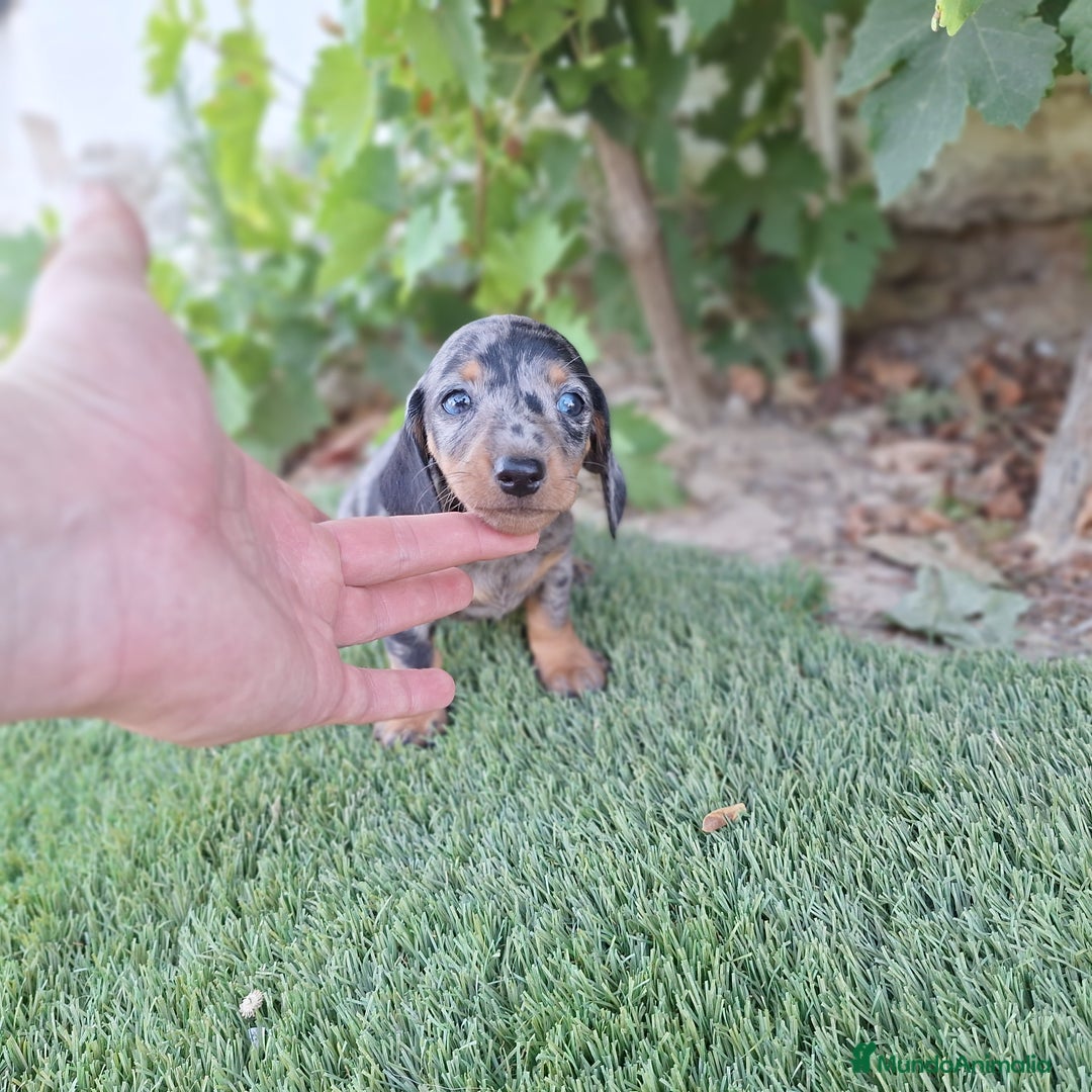 Teckel Miniatura perros en venta: TECKEL KANINCHEN ARLEQUIN  - Imagen 1