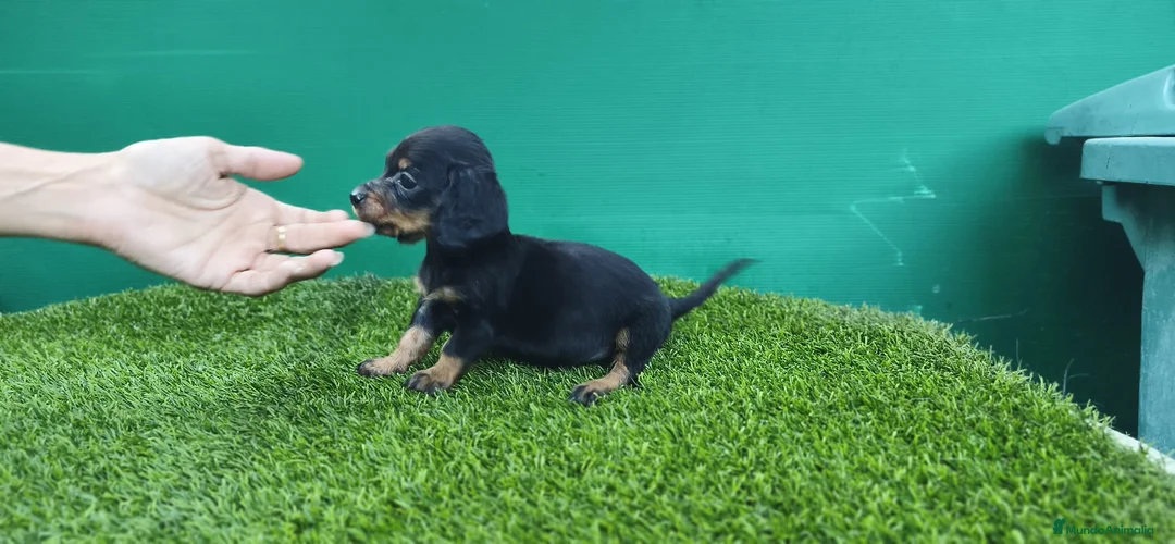 Teckel Miniatura perros en venta: Teckel kaninchen  pelo largo  - Anuncio 1