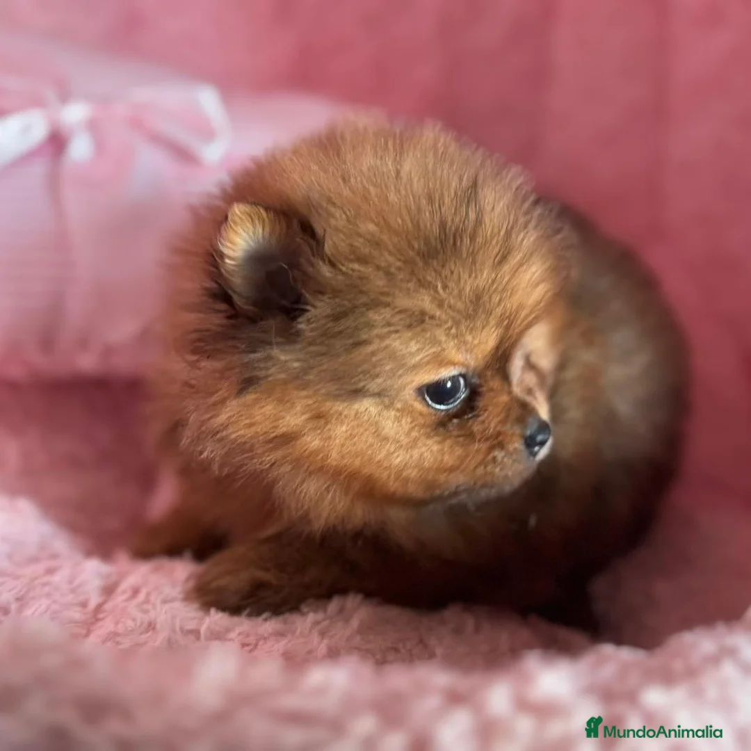 Pomerania perros en venta: Lulú de Pomerania  - Anuncio 6