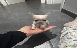 Chihuahua perros en venta: Chihuahua miniatura  - Anuncio 2