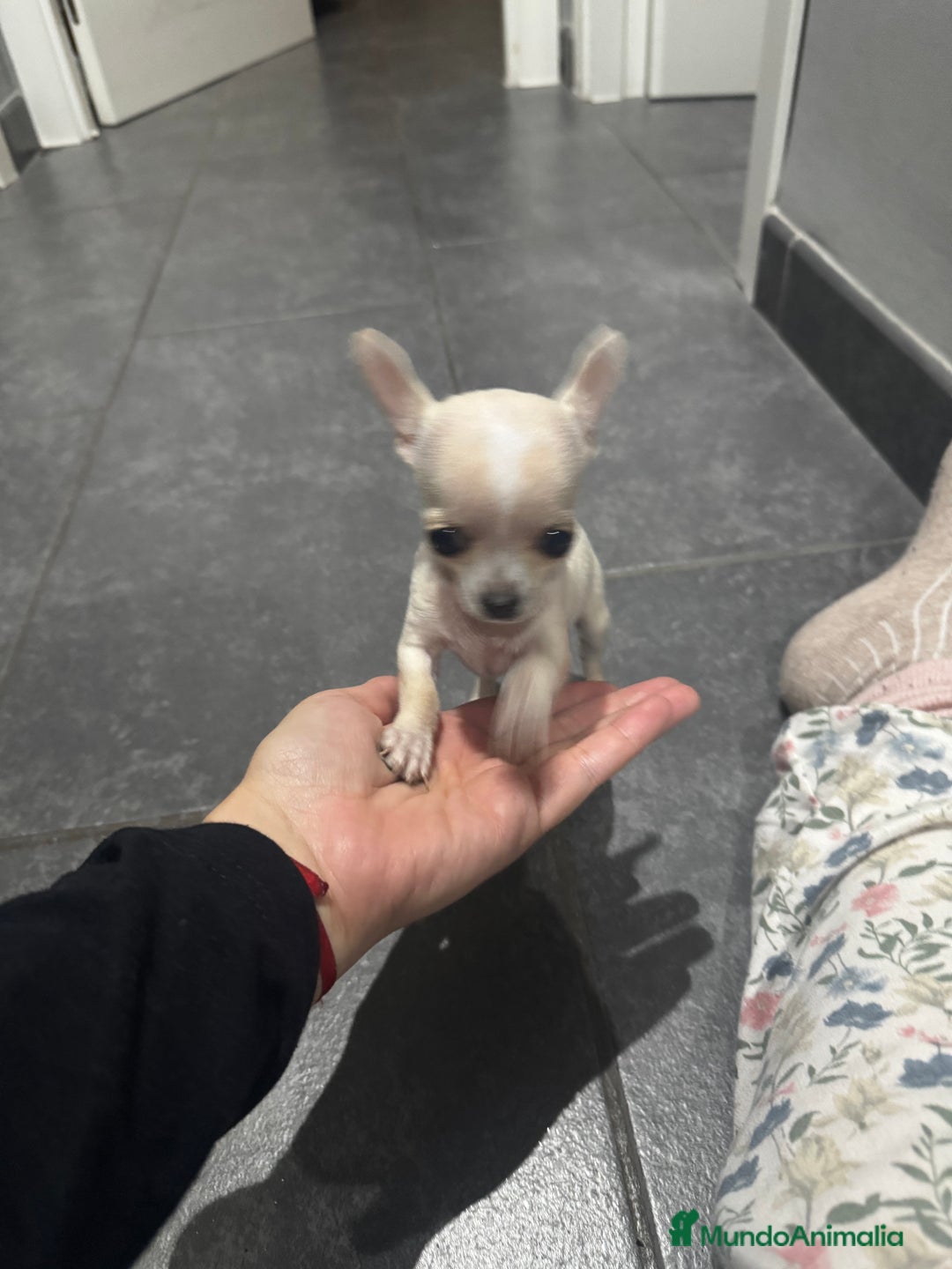 Chihuahua perros en venta: Chihuahua miniatura  - Anuncio 2